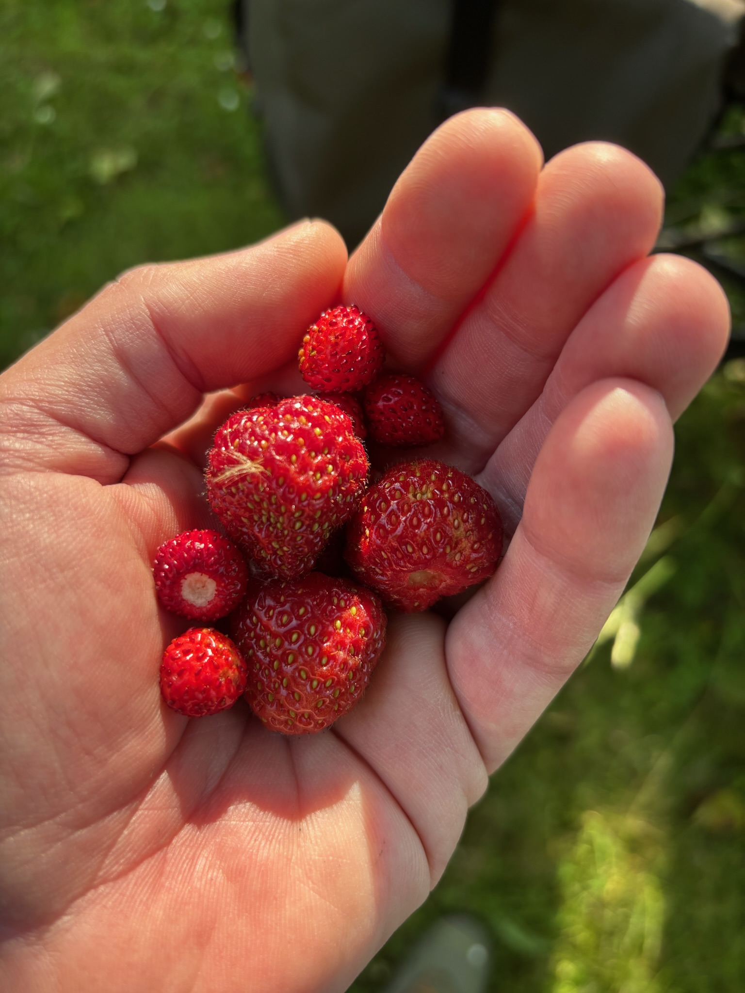 Frische Erdbeeren aus dem Garten